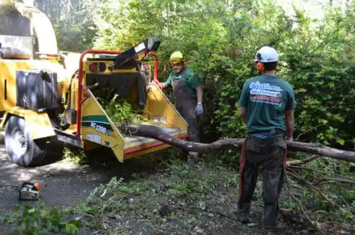 tree services Lake of the Woods